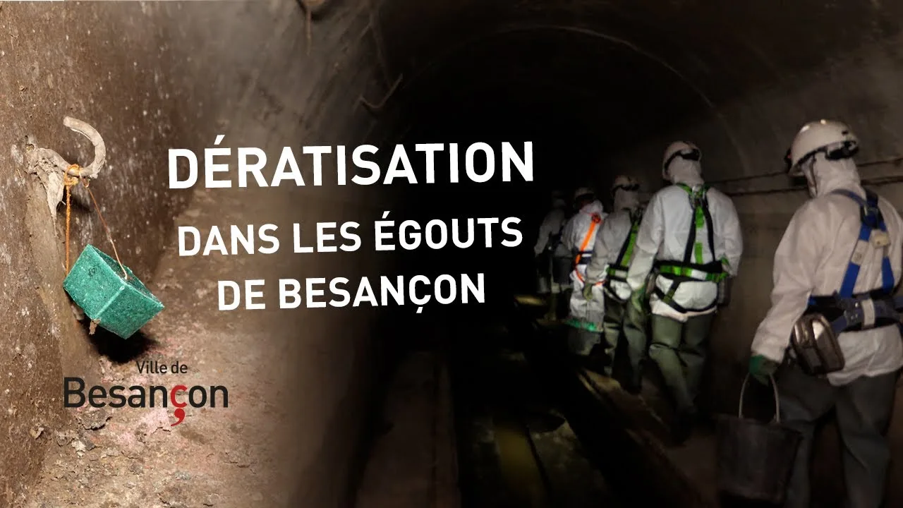 Dératisation à Besançon : Comment la Ville Lutte Contre la Prolifération des Rats